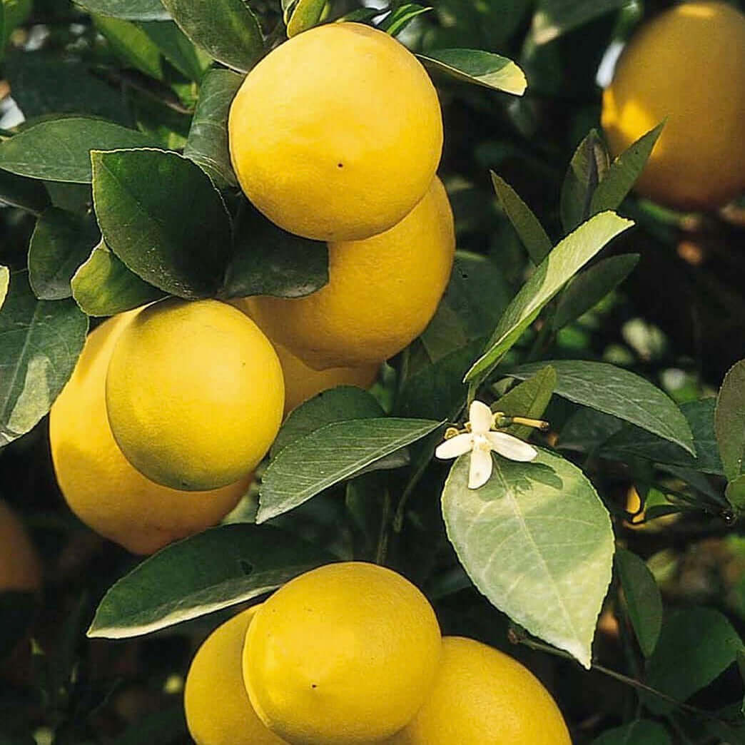 Meyer Lemon Tree (7863713857791)